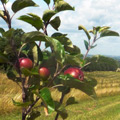 Organic orchard