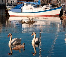 Swans and boat on water