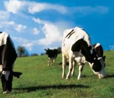 Cows in a field