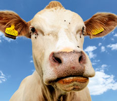 Close up of a cow's face