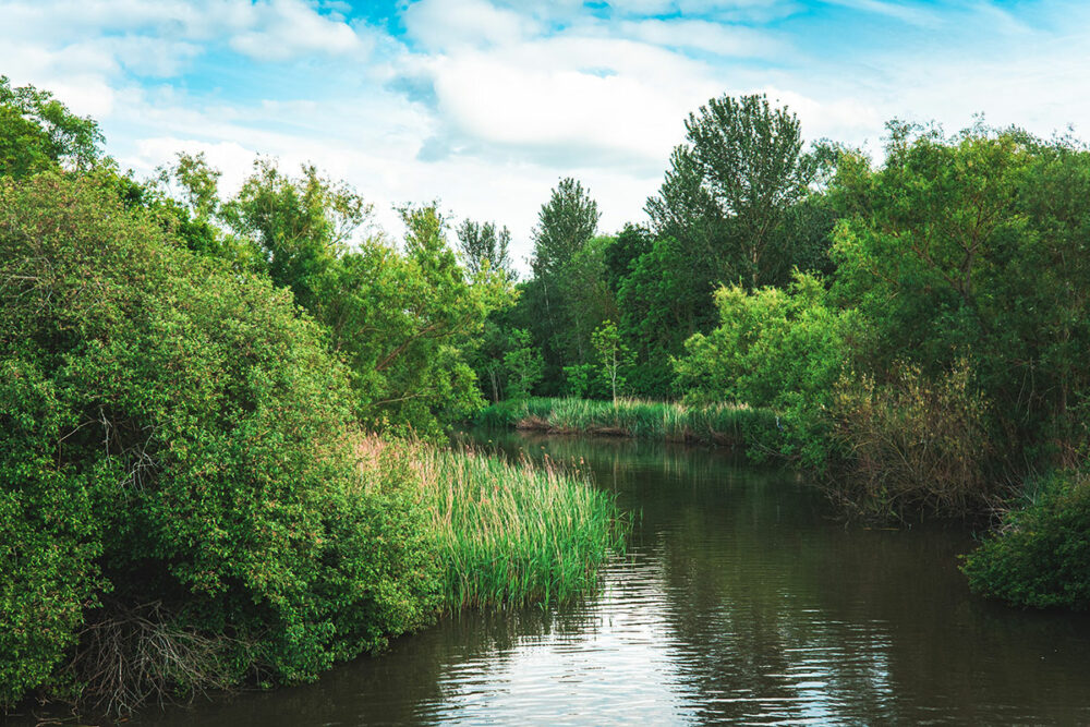 Calm river surrounded by grass and trees