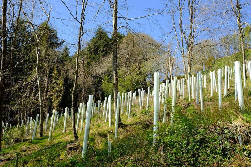 Newly planted tree saplings on a hillside